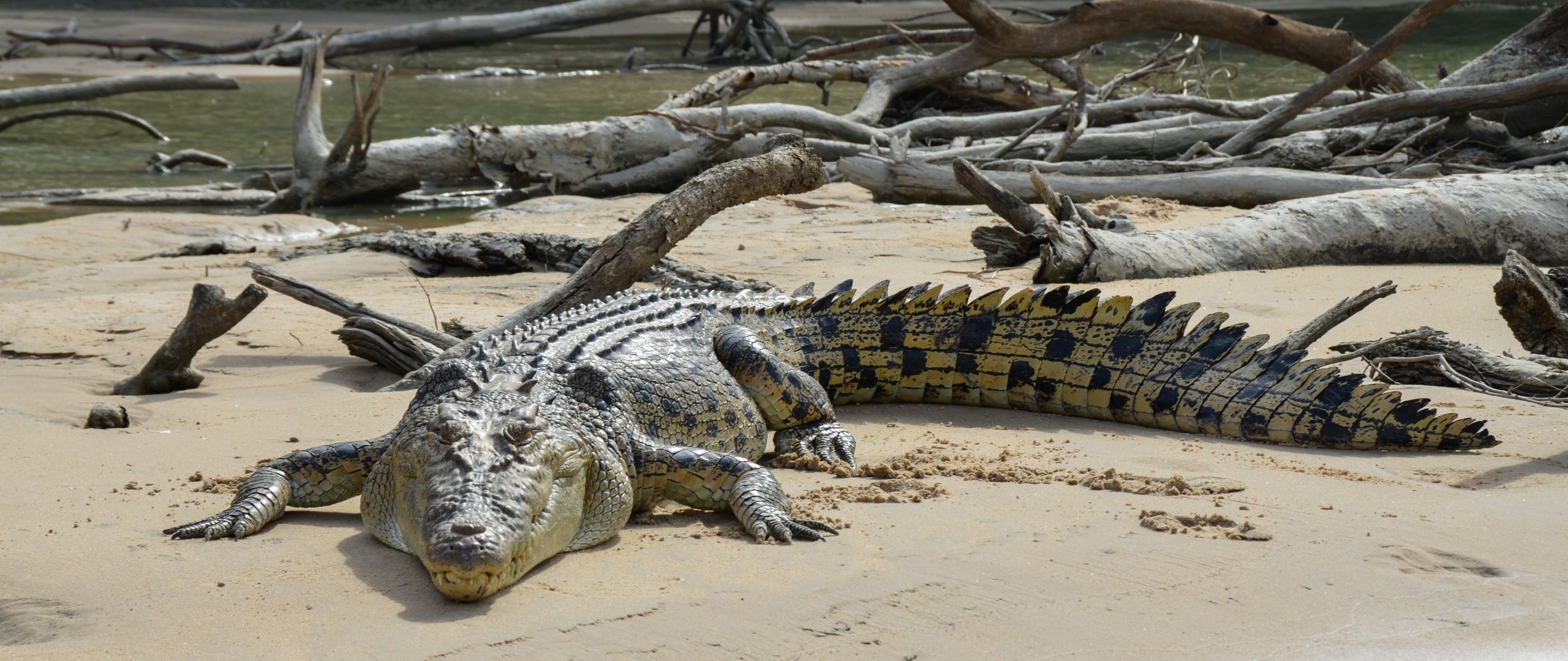 bhitarkanika national park