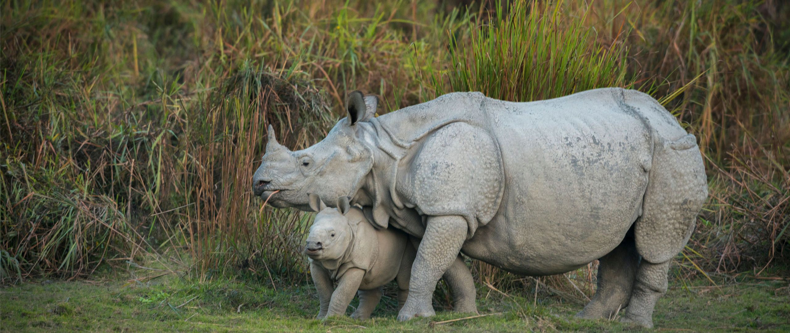 natuur india