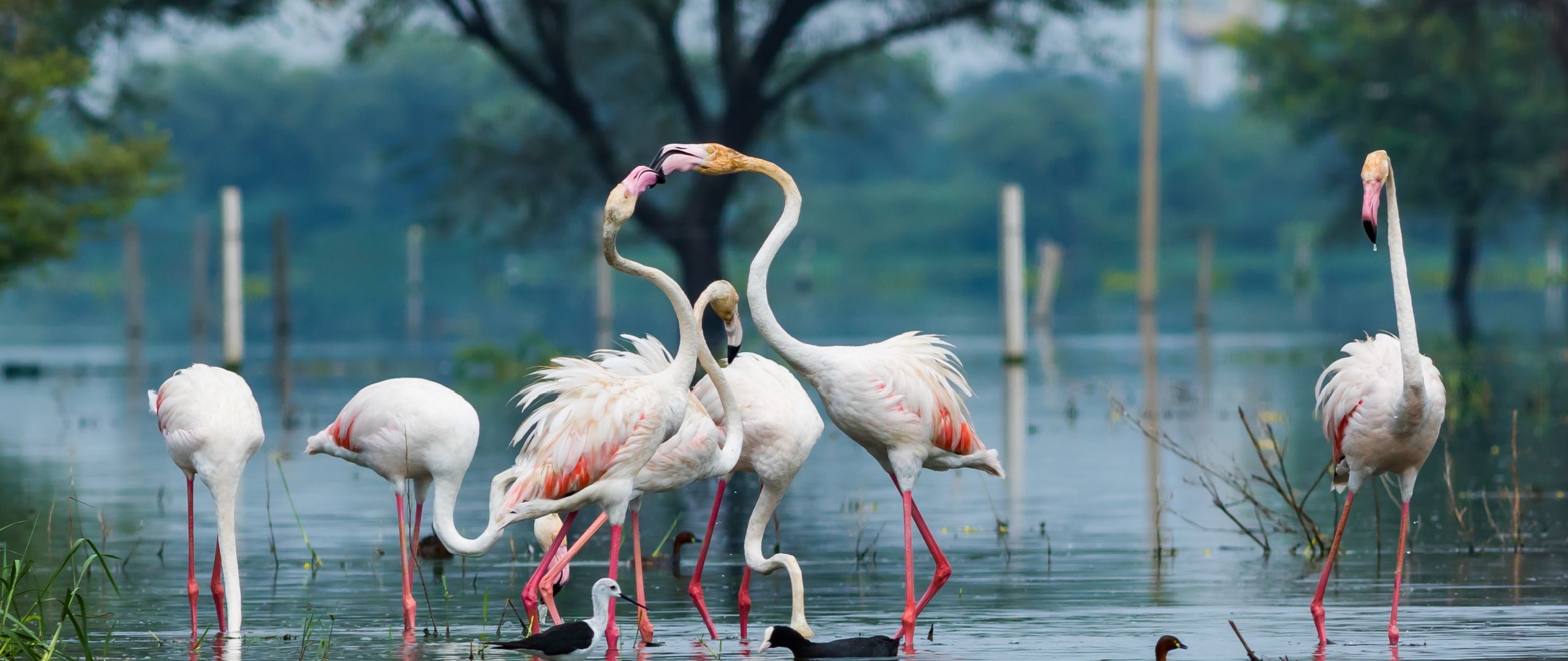 keoladeo national park Bharatpur Bird Sanctuary