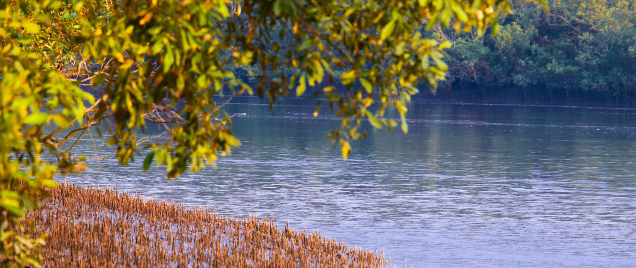 sundarbans