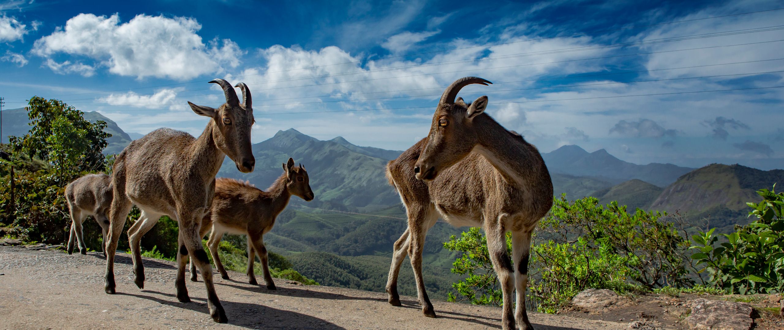 eravikulam national park