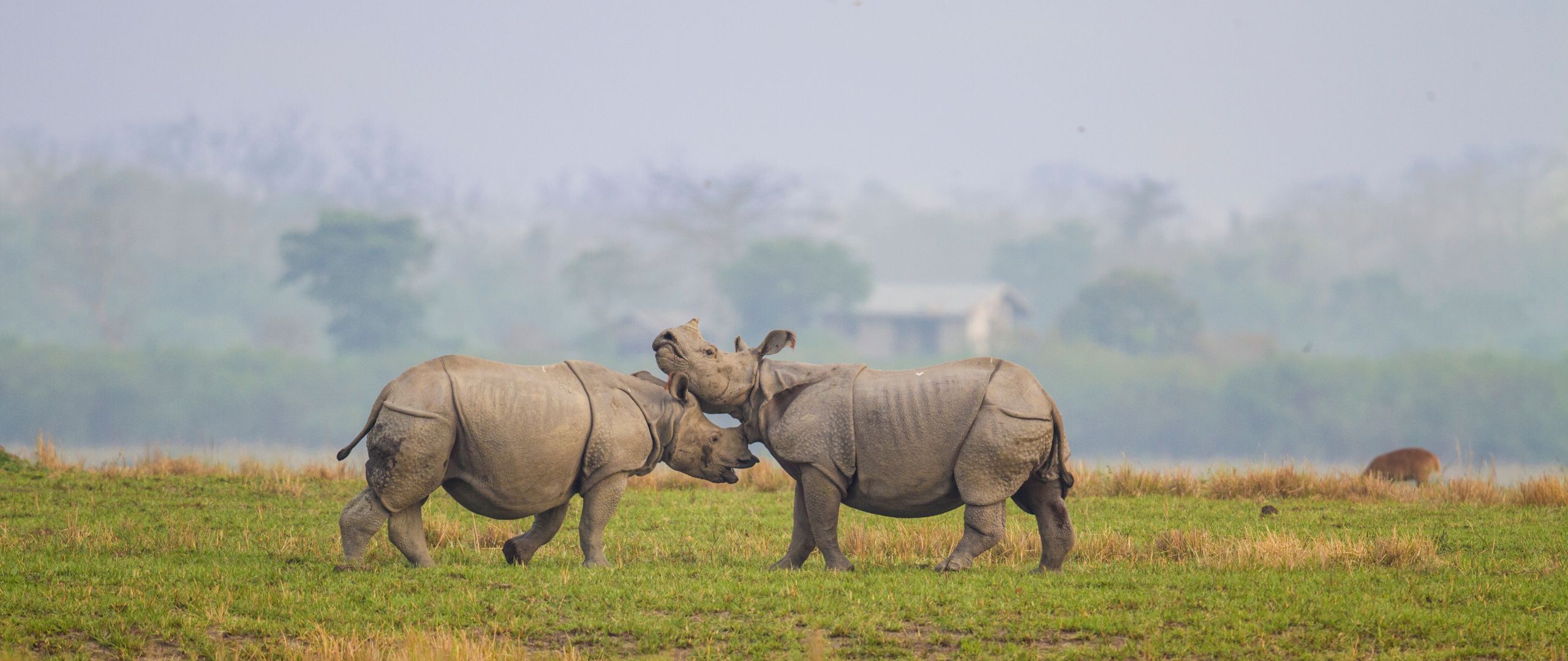 kaziranga national park