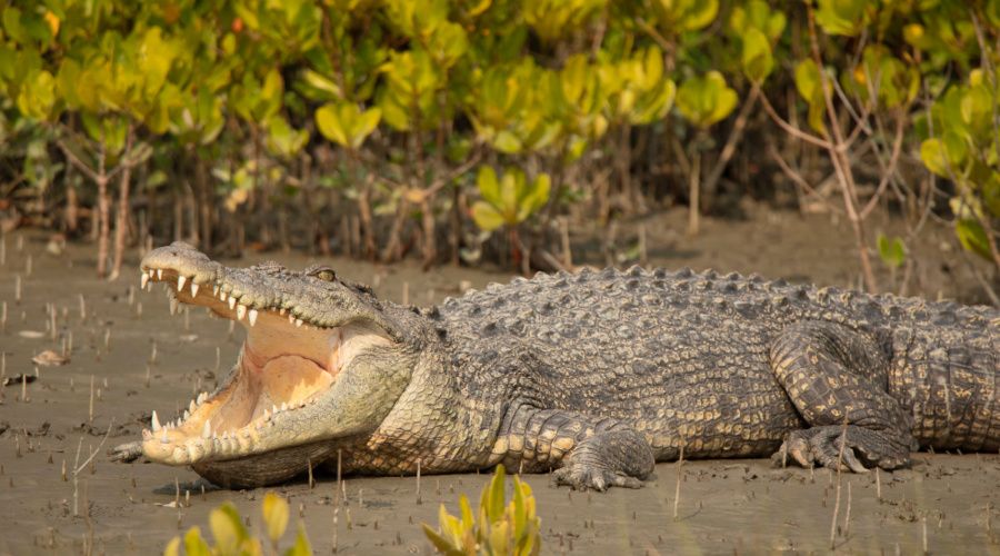 sundarbans