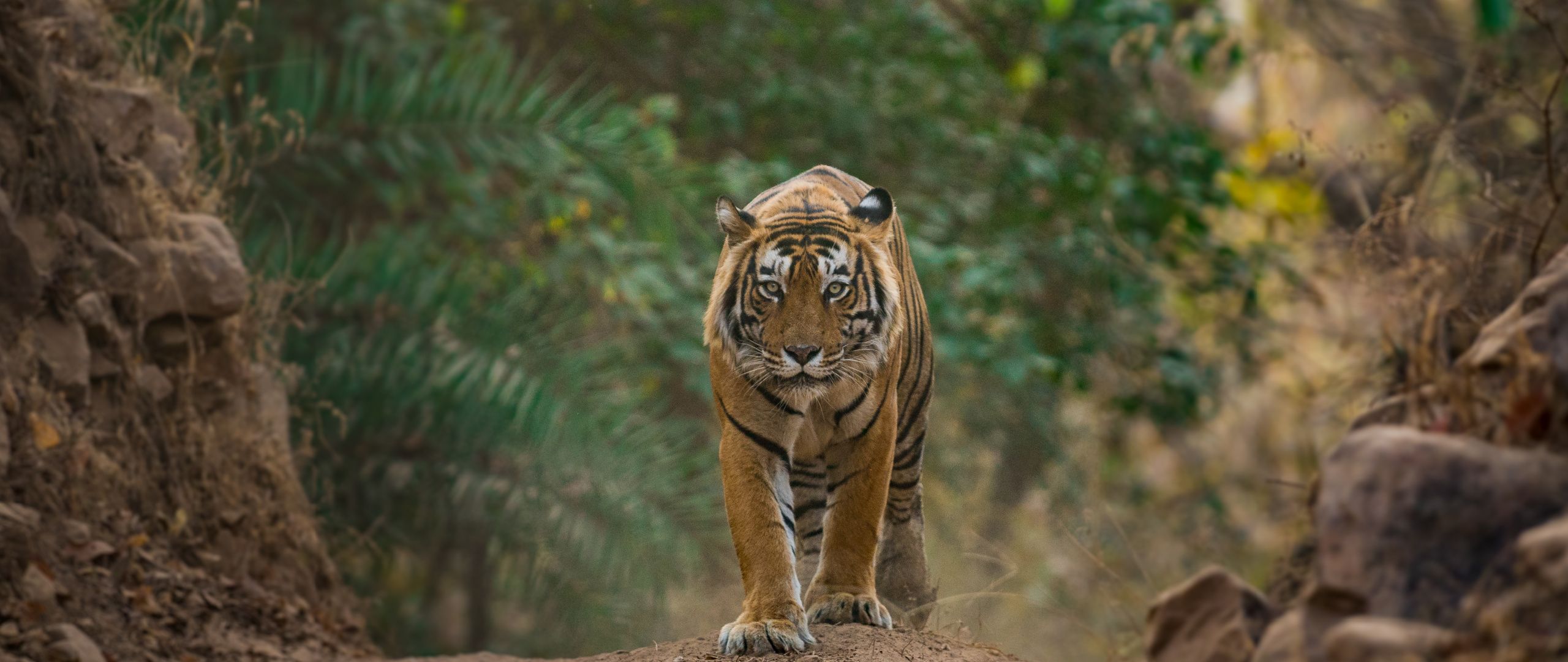 panna national park