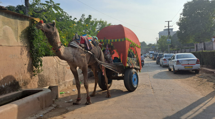 pushkar