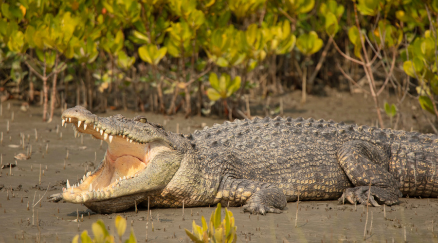 sundarbans