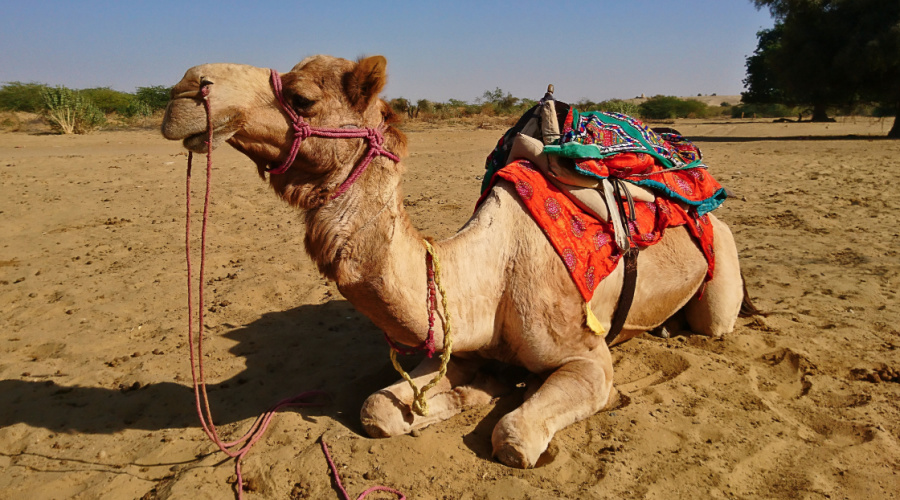 Jaisalmer