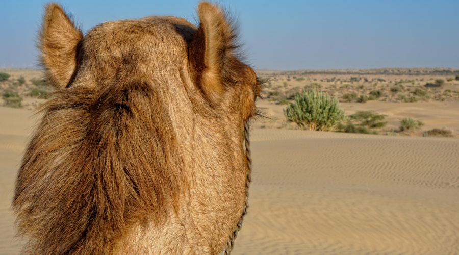 Jaisalmer