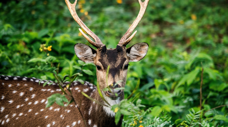 bandhavgarh axis hert