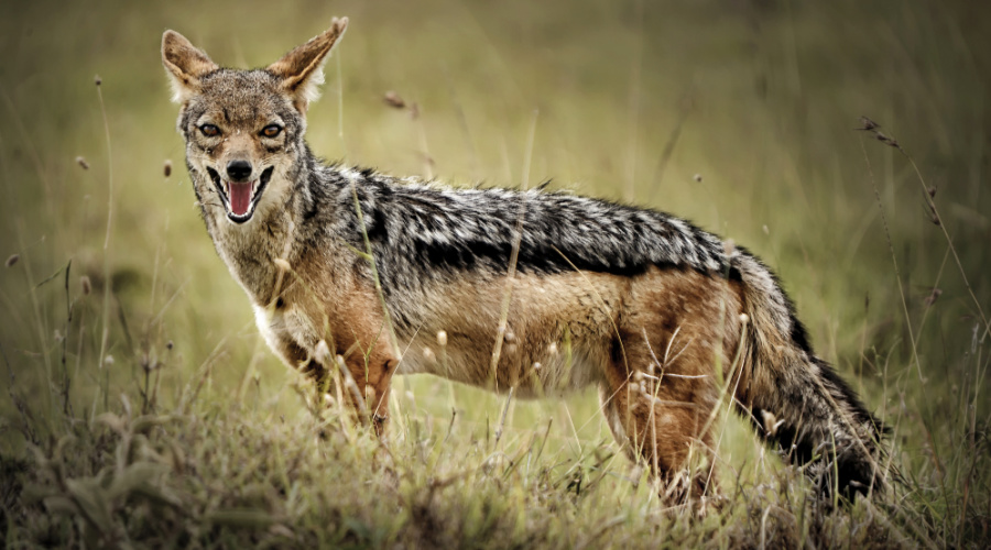 bandhavgarh aziatische jakhals