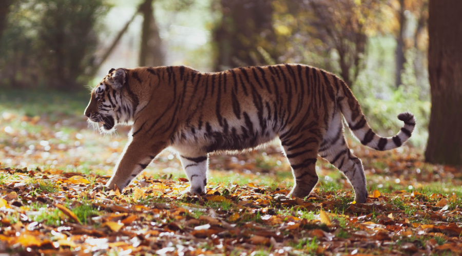 bandhavgarh bengaalse tijger