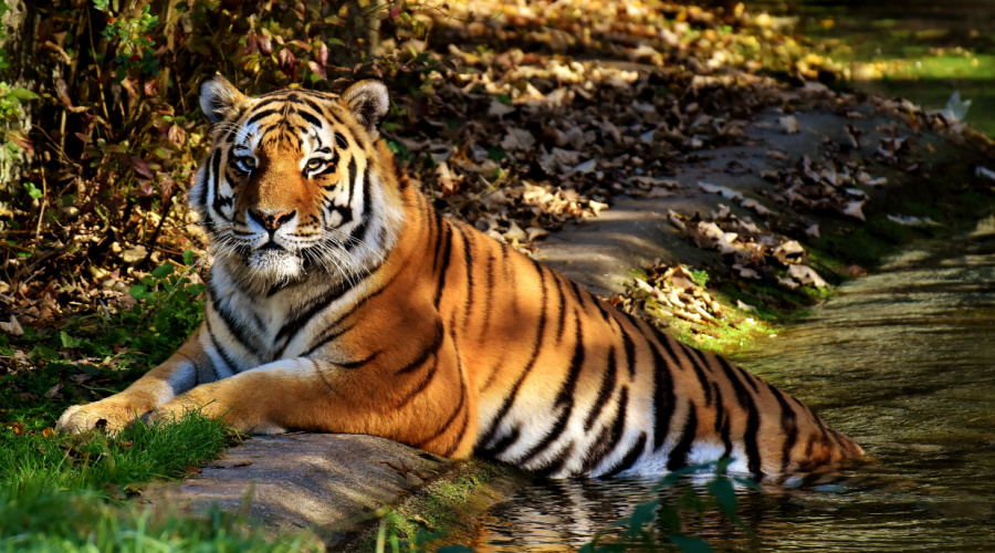 bandhavgarh indiaanse tijger