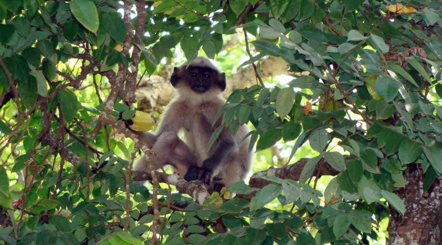 bandhavgarh langur aap