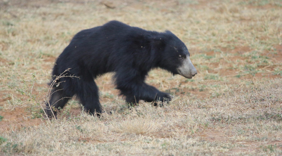 bandhavgarh lippenbeer