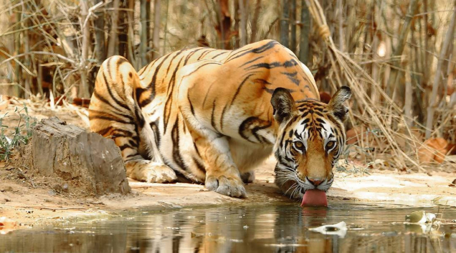 bandhavgarh tijger drinken bij moerasbos