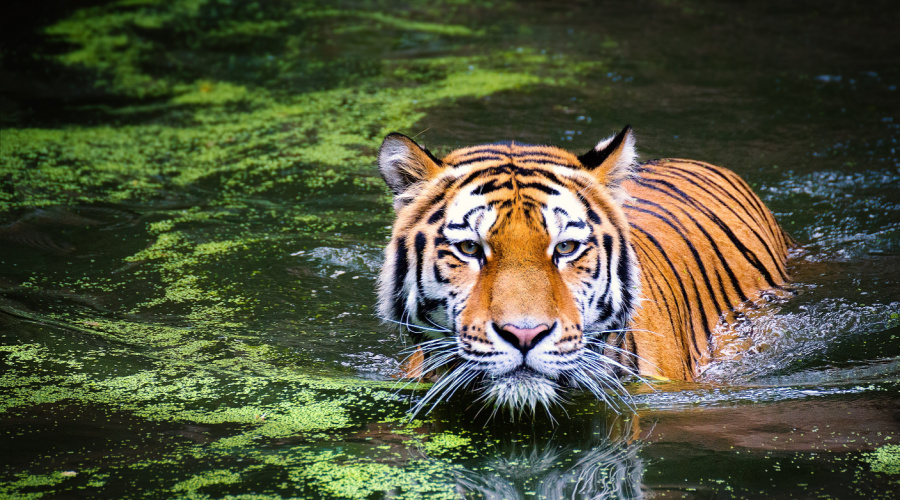 bandhavgarh tijger moeras