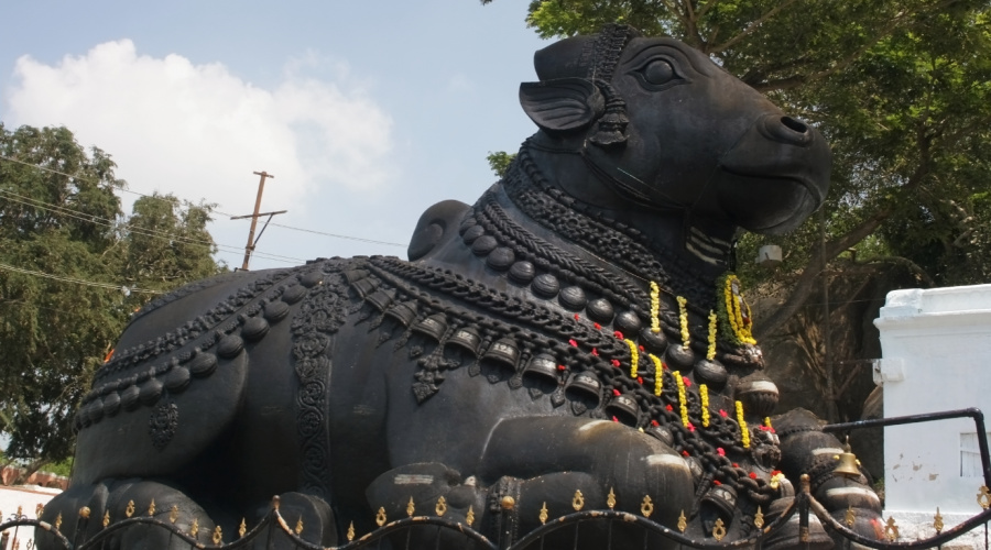 mysore nandi stier