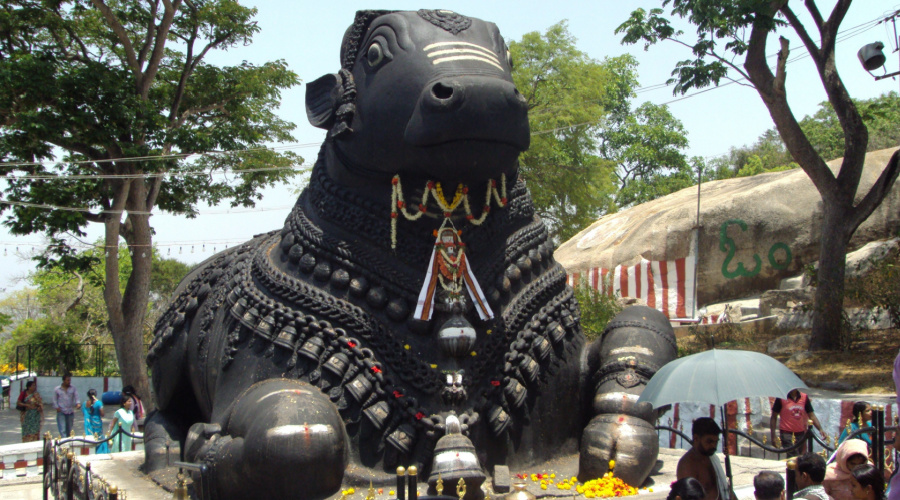 mysore nandi stier