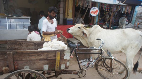 hindoeisme koe india 