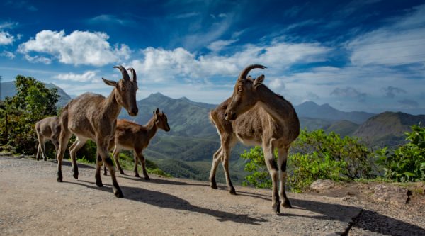 eravikulam national park