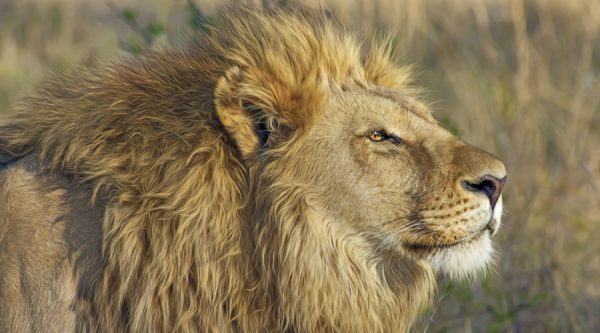 gir national park