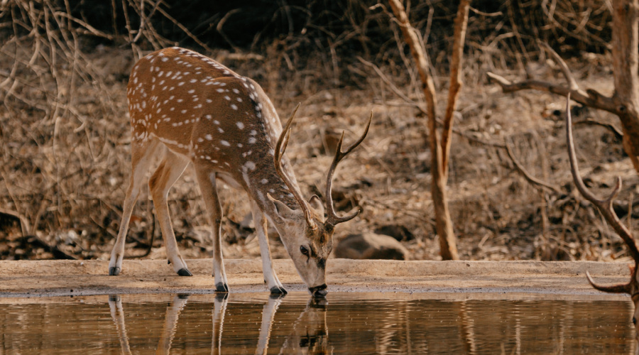 gir national park