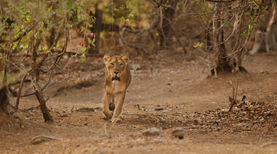 gir national park