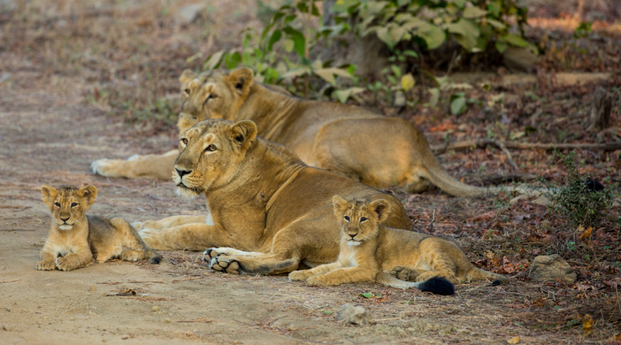 gir national park