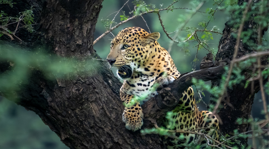 gir national park