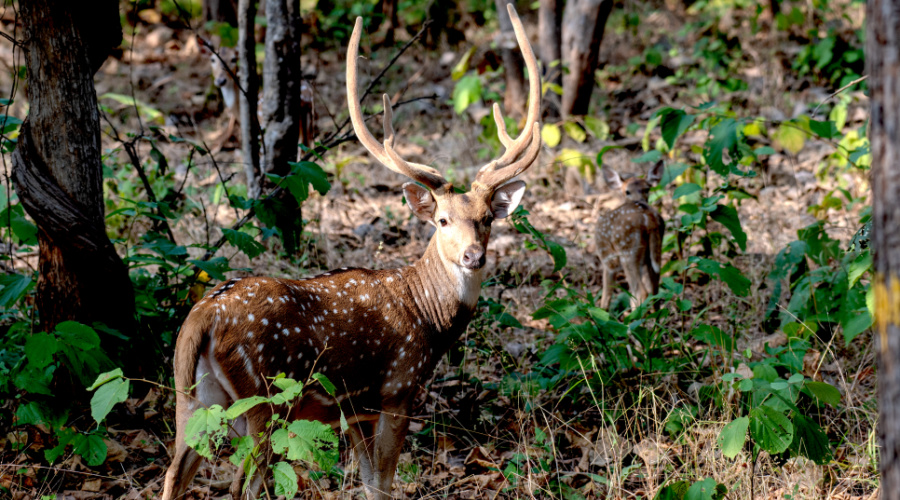 gir national park