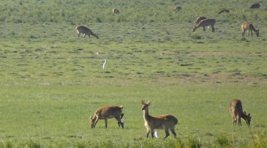 kanha barasingha hert moeras