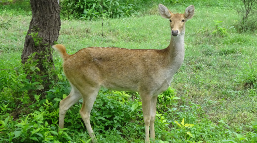 kanha barasingha hert