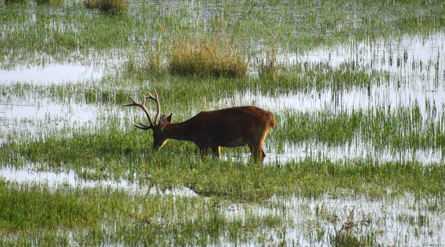 kanha