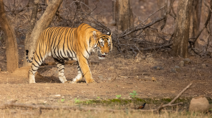 kanha