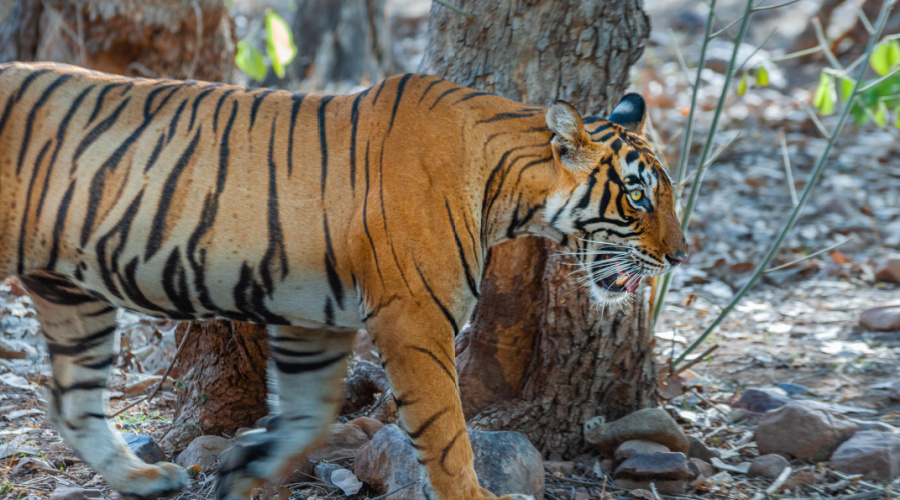 kanha