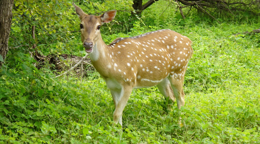 kanha chital