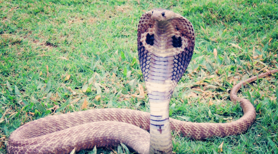 kanha cobra