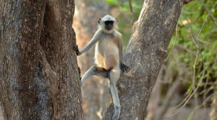 kanha Langur