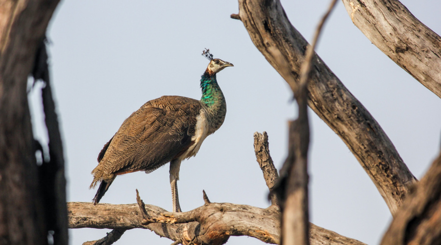 Kanha pauw