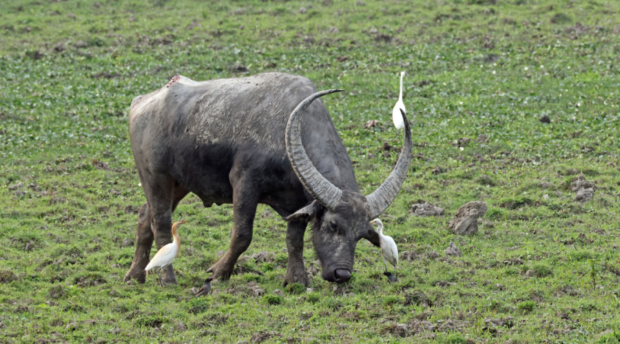 kaziranga