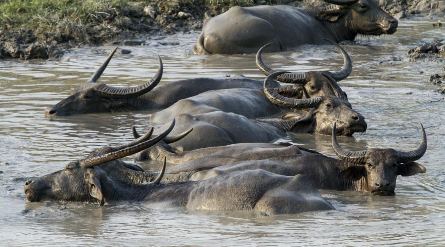 kaziranga