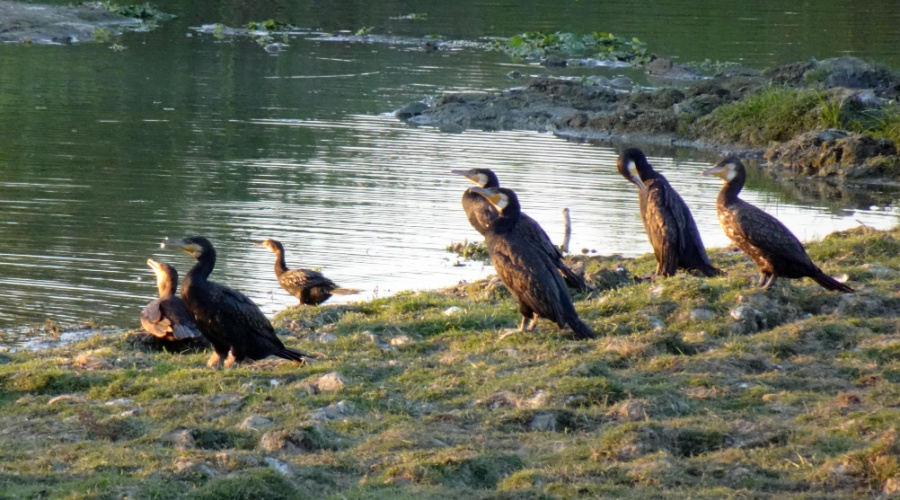 kaziranga