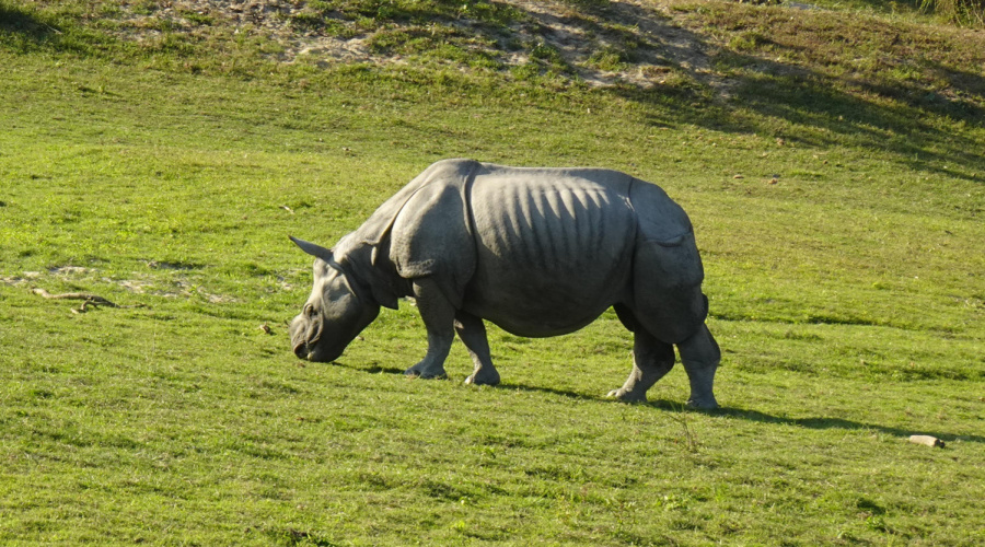 kaziranga