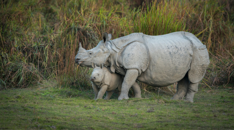 kaziranga