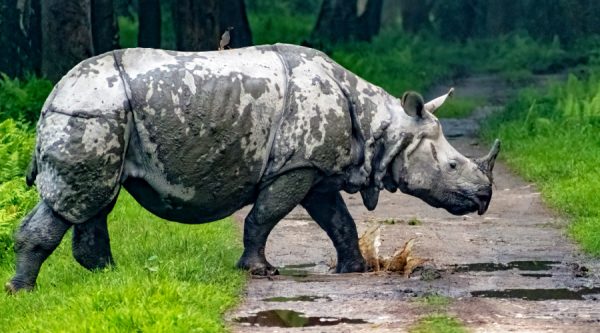kaziranga