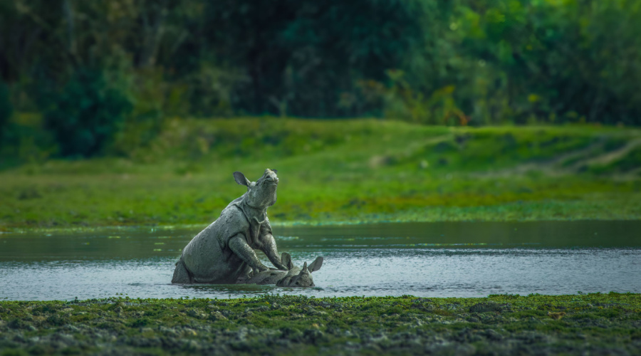 kaziranga