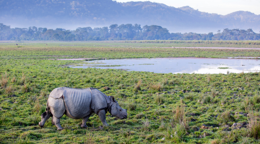 kaziranga