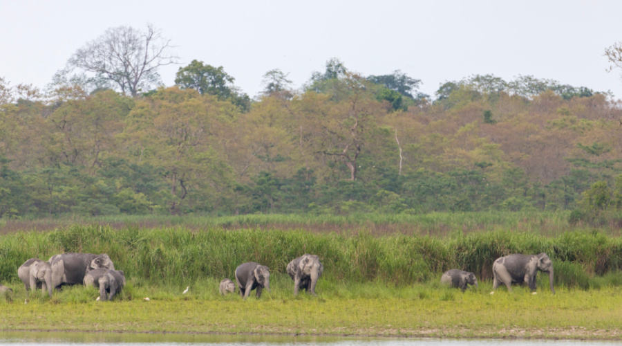 kaziranga