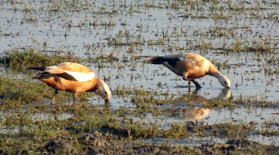 kaziranga witkopgans