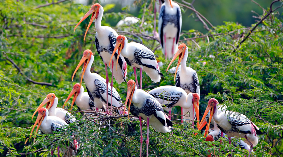 keoladeo national park Bharatpur Bird Sanctuary